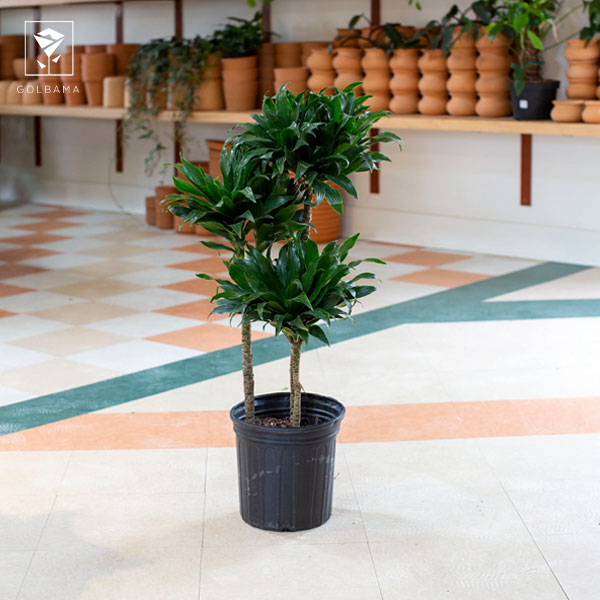 دراسنا کامپکت ابلق