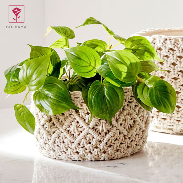 ریشه زدن قلمه‌های گل پتوس در آب