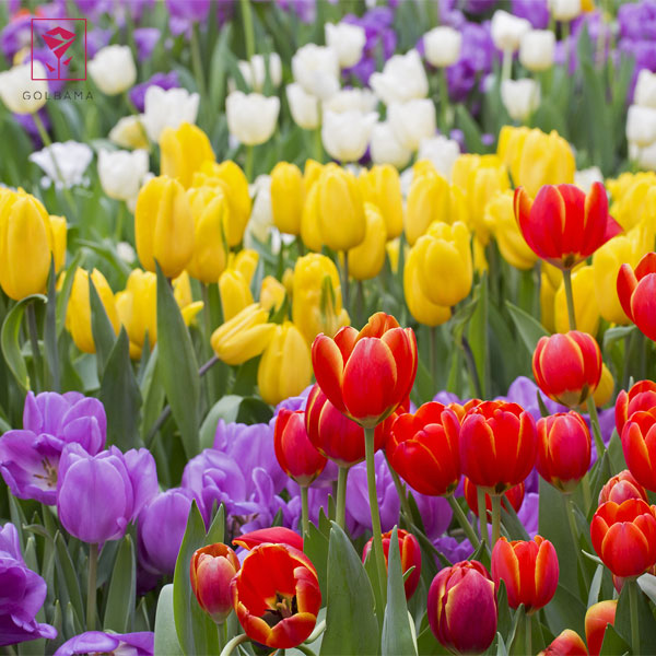 تکثیر گل لاله