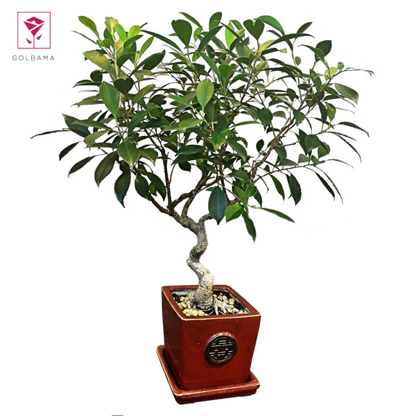 روش نگهداری فیکوس رتوزا: رطوبت و خاک