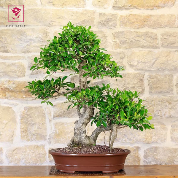 آبیاری گل بونسای فیکوس