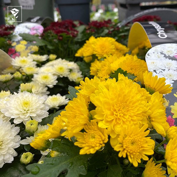 چای گل داوودی می‌تواند: