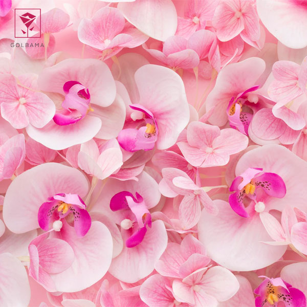 رطوبت مورد نیاز نگهداری گل ارکیده