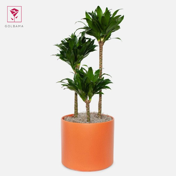 دراسنا کامپکت نگهداری