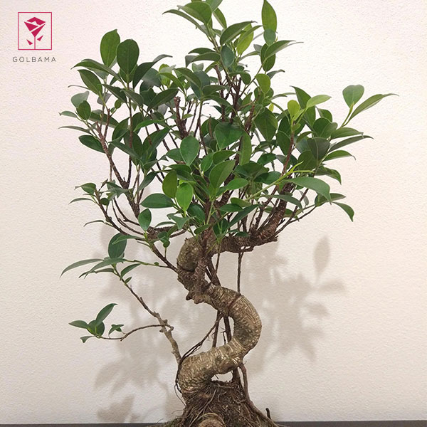 فیکوس رتوزا قیمت