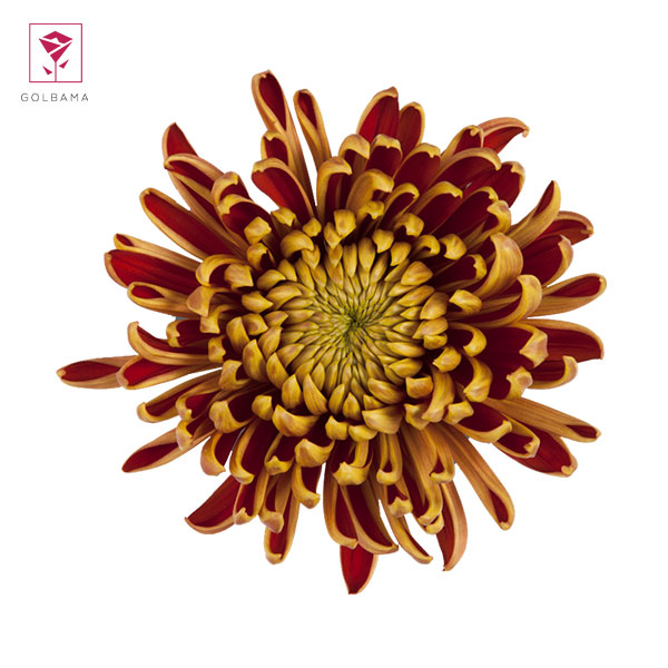 نکات تکمیلی پیرامون گل داوودی