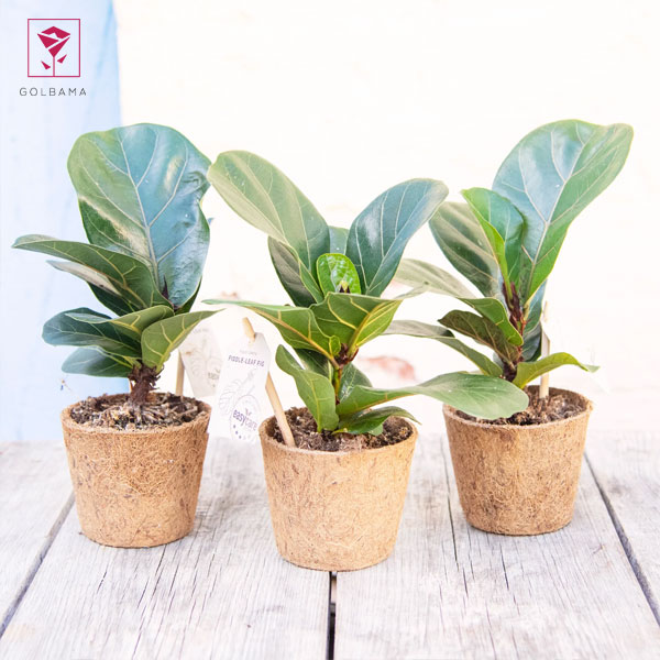 لیراتا مینیاتوری چیست؟