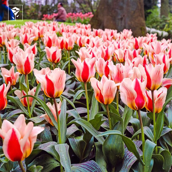 عمر گل لاله