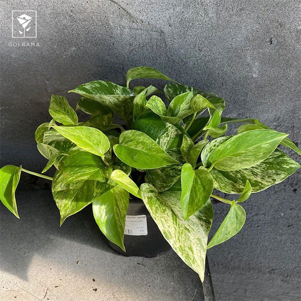 ریشه زدن قلمه پتوس در خاک