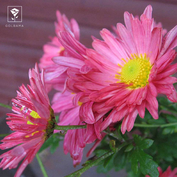 گل داوودی نماد چیست؟