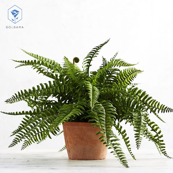 گیاه سرخس (Fern)