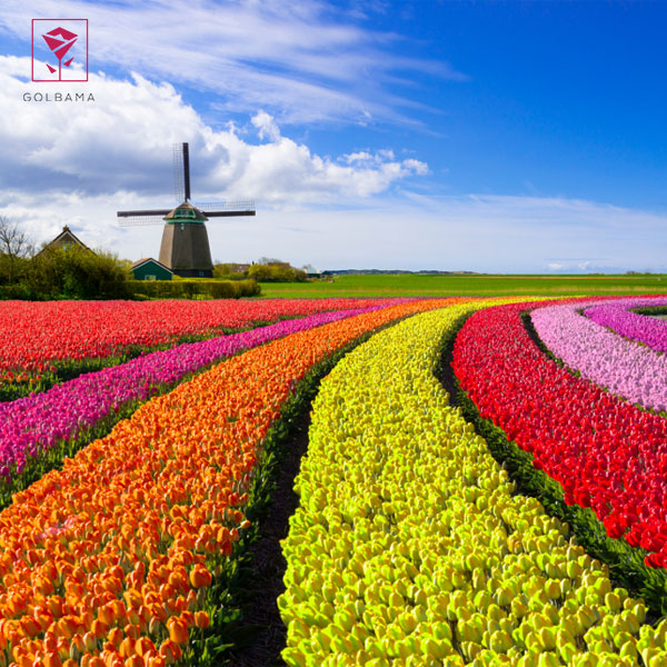 تاریخچه گل لاله