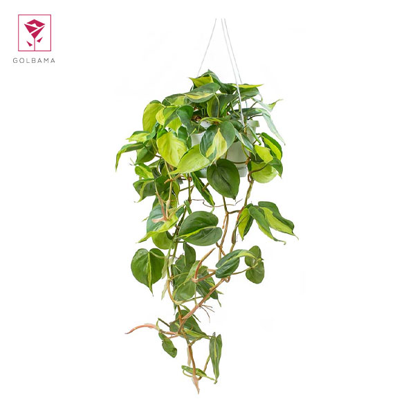 اسکاندیس گیاه چیست؟