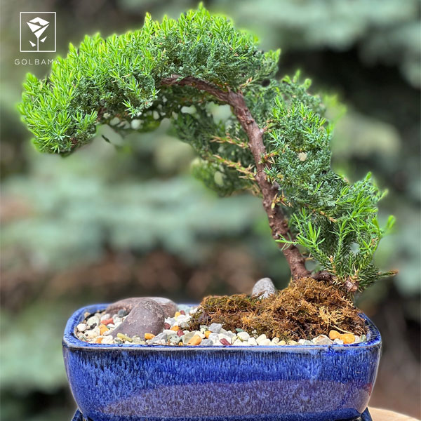 واژه شناسی گیاه بون سای