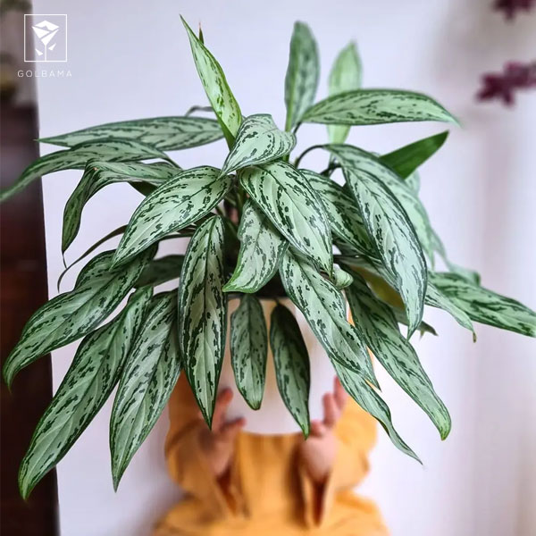 انواع آگلونما