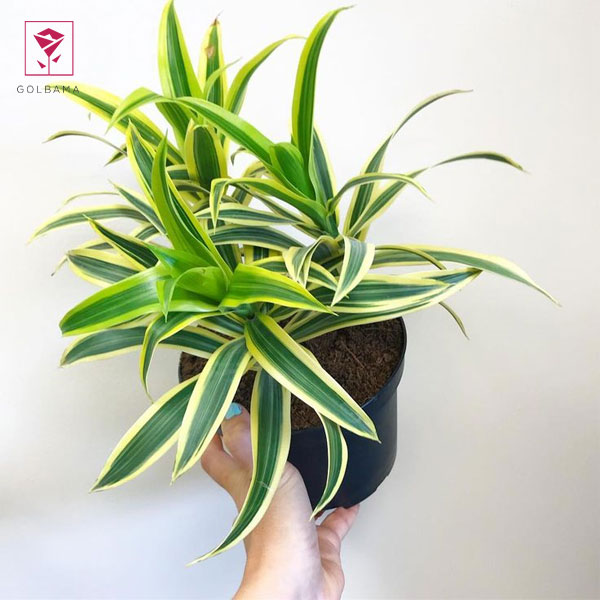 دراسنا بلالي