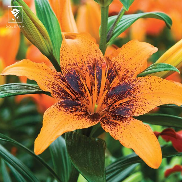 گل لیلیوم یا گل سوسن؟