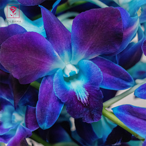 تکثیر گل ارکیده