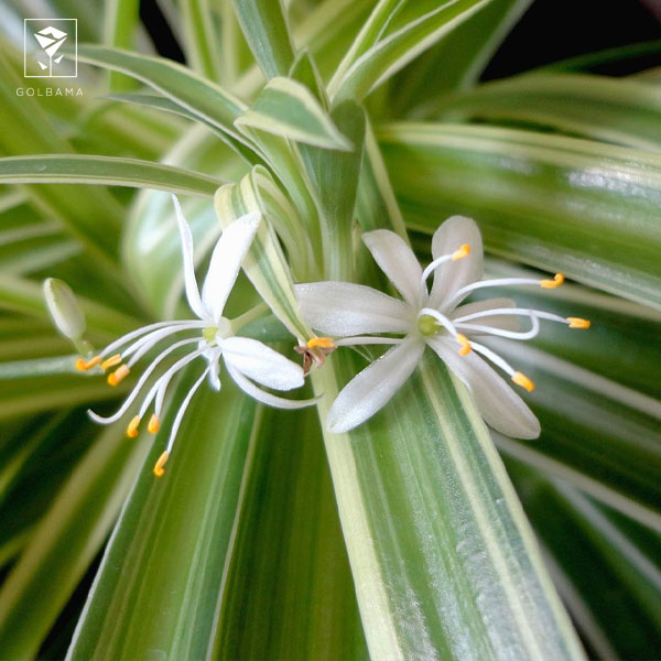 آیا گیاه گل گندمی گل می‌دهد؟ 