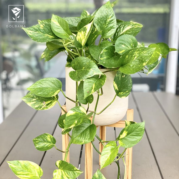 پتوس طلایی یا پتوس ابلق (Golden Pothos)