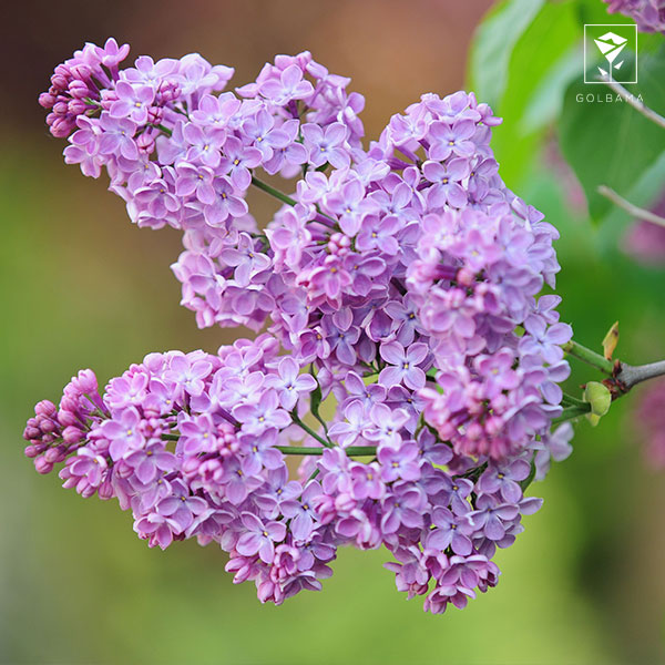 انتخاب گل برای سبد گل و پول: یاس بنفش