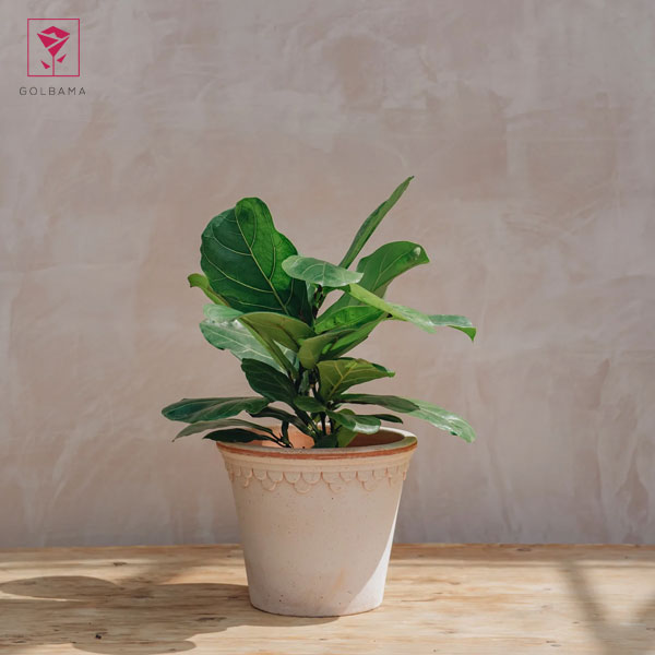 لیراتا چیست؟