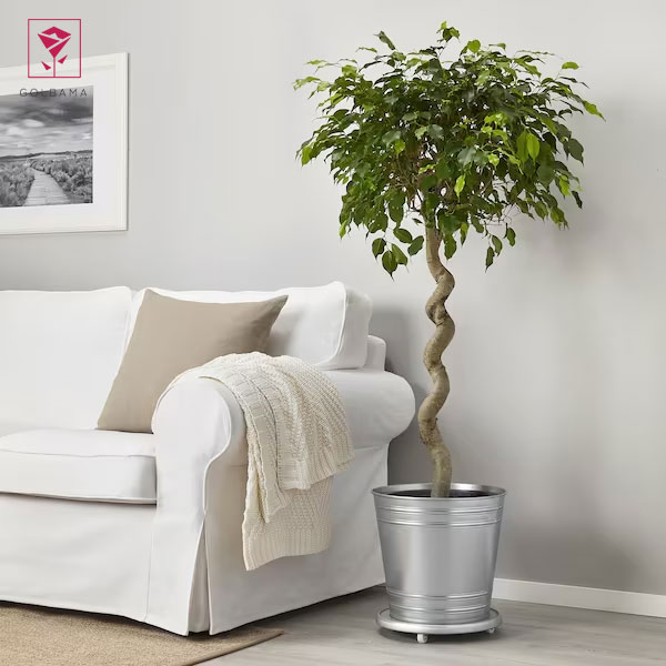 فیکوس چیست؟