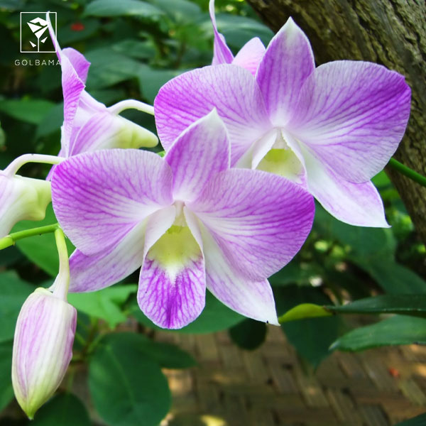 کوددهی گل ارکیده