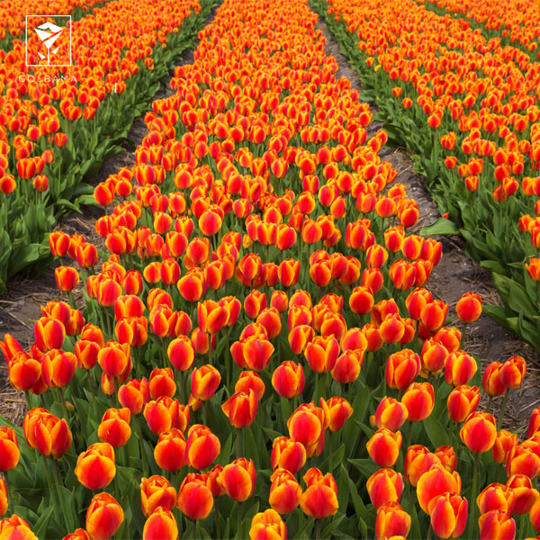 خواص گل لاله