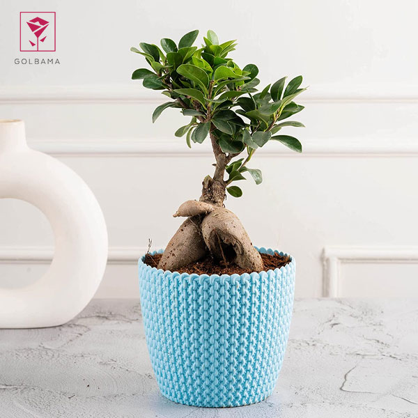 نگهداری گل بونسای جنسینگ