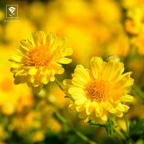 بیماری های گل داوودی