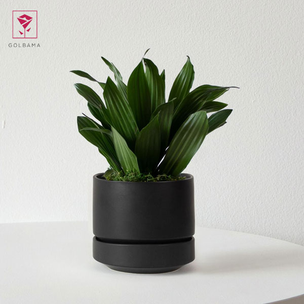  چه خاکی برای دراسنا کامپکت مناسب است؟