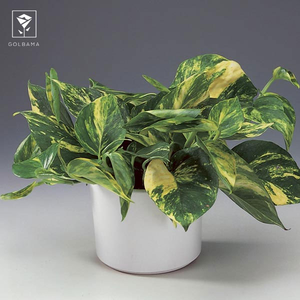 دما و رطوبت مورد نیاز پتوس