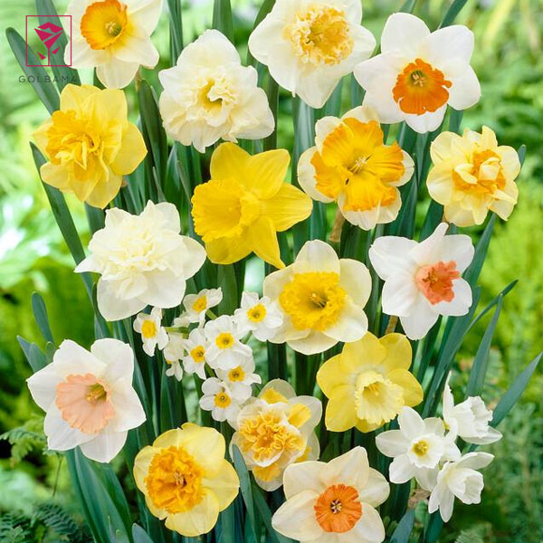 تکثیر گل نرگس