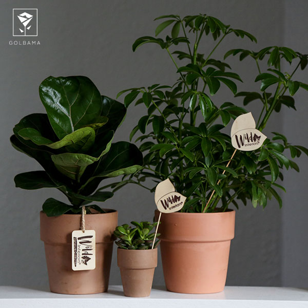 شرایط نگهداری فیکوس لیراتا مینیاتوری: گل فیکوس لیراتا مینیاتوری را زیاد جابه‌جا نکنید