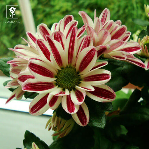 سمی بودن گل داوودی