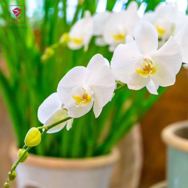 فصل گل ارکیده