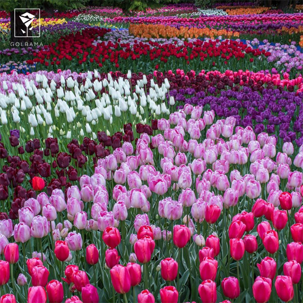 شکل برگ گل لاله چه شکلی است؟