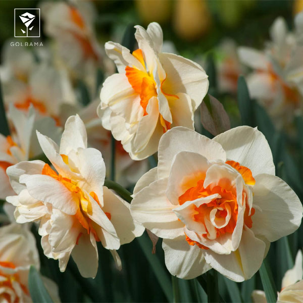 نکات نگهداری از گل نرگس شاخه‌ای