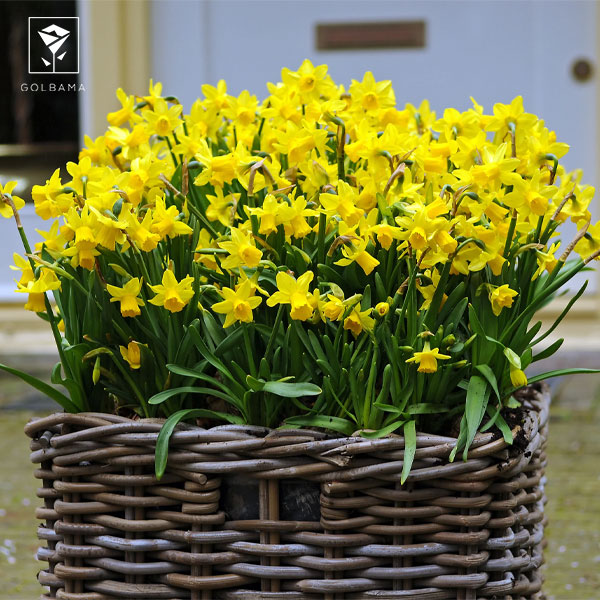چیدمان گل نرگس در گلدان
