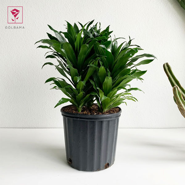 دراسنا کامپکت تکثیر