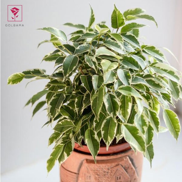 فیکوس بنجامین ابلق