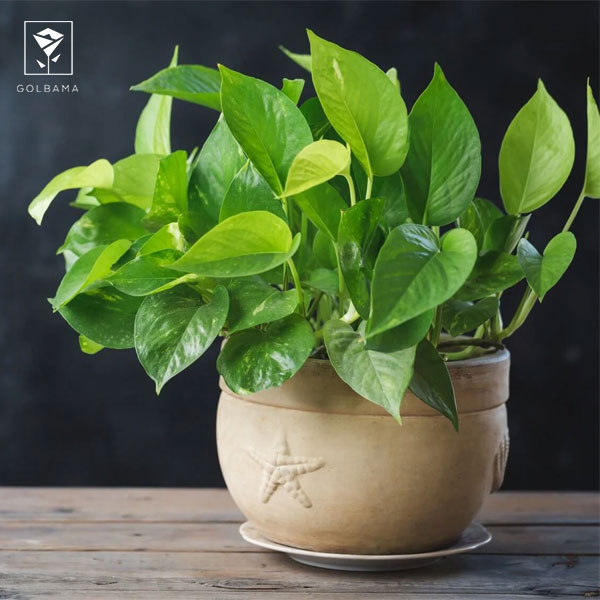 آیا گل پتوس سمی است؟