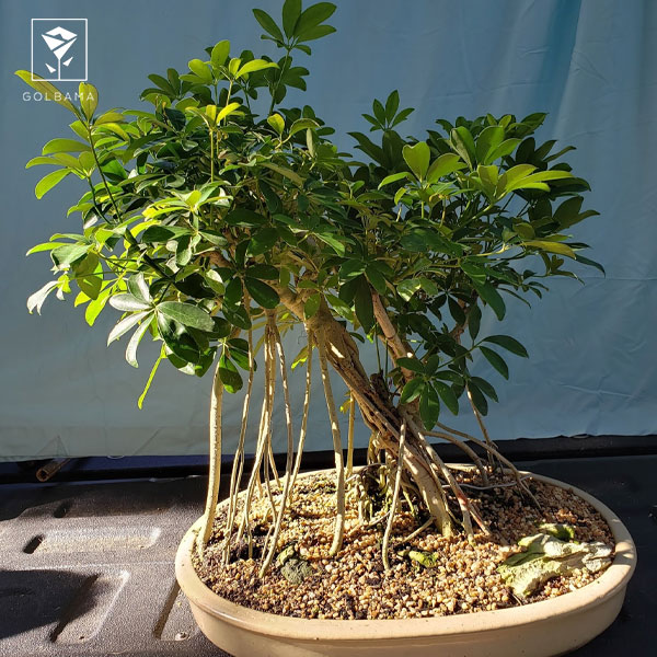 گل بونسای شفلرا