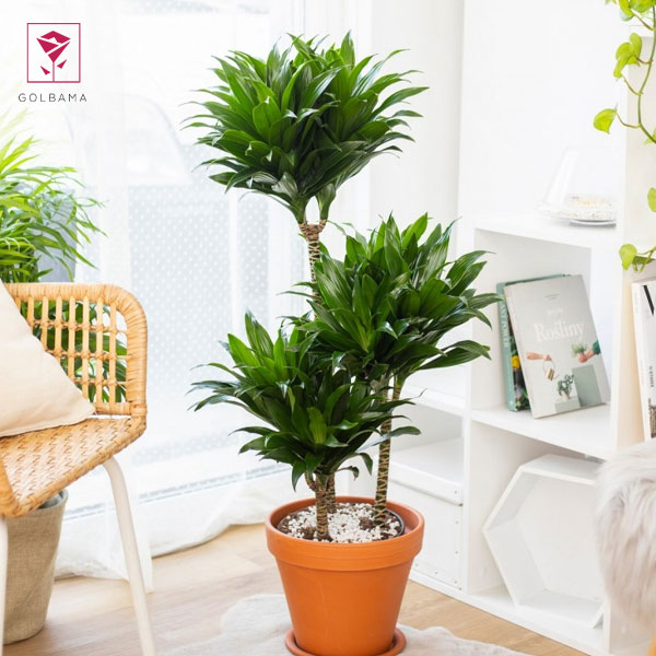 نور مناسب برای گیاه دراسنا کامپکت