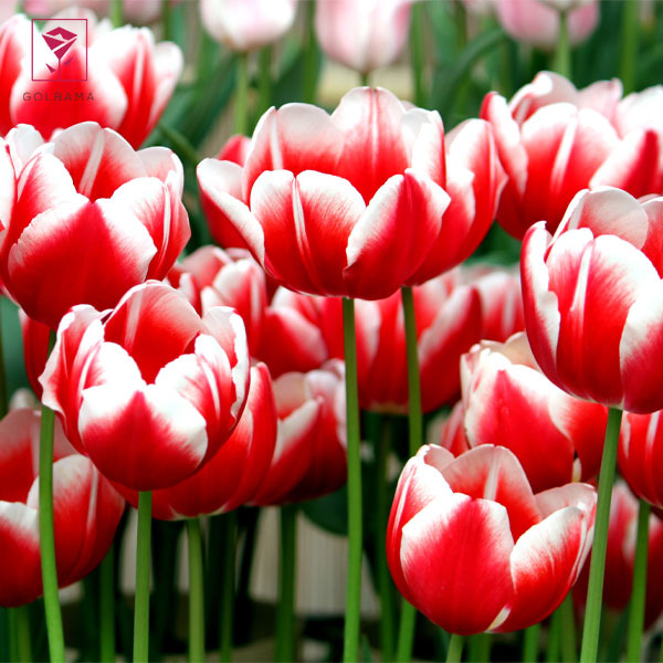 کاشت لاله در گلدان