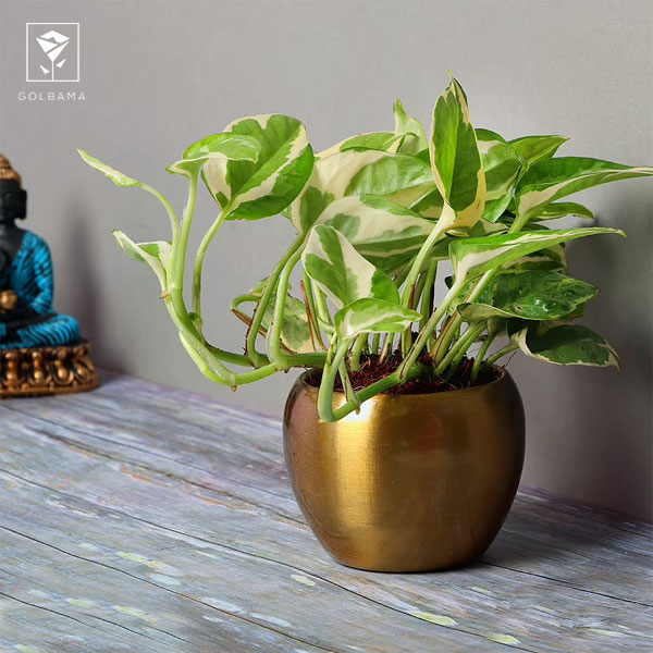 مشکلات مربوط به پتوس