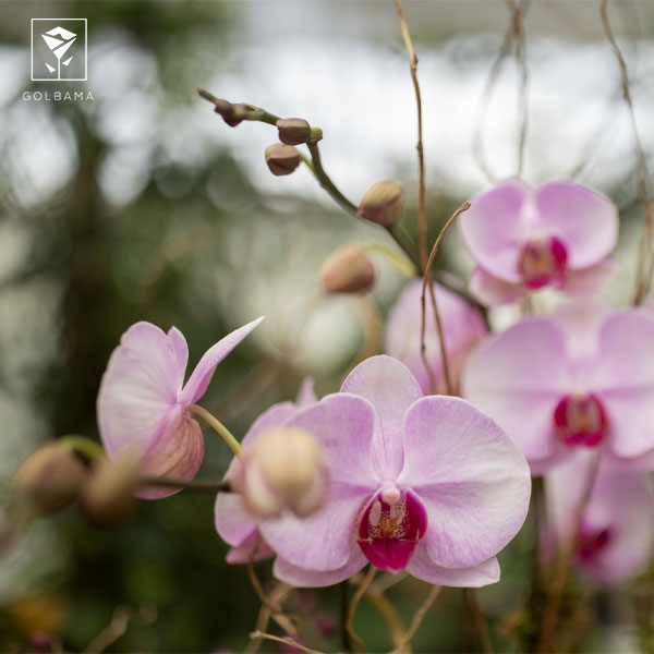 عمر گل ارکیده