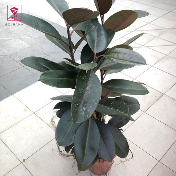 فیکوس لیراتا قیمت: فیکوس لیراتا بلک