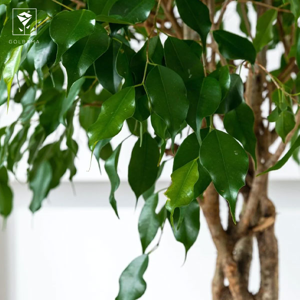 شرایط نگهداری فیکوس بنجامین ابلق